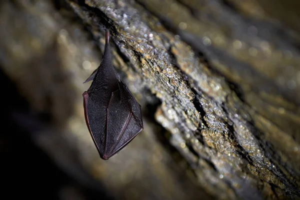 Lesser Horseshoe Bat Hanging Cave Rhinolophus Hipposideros — Stock Photo, Image