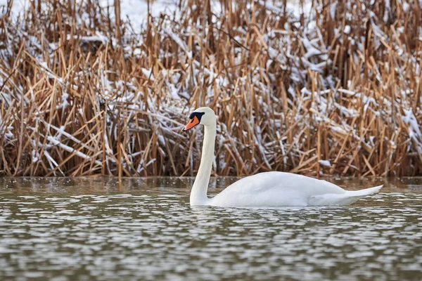 Höckerschwan Schwimmt Der Wintersaison Einem Teich Cygnus Olor — Stockfoto