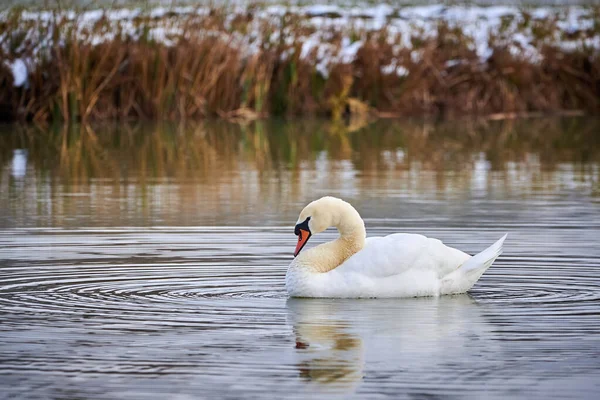 Cisne Mudo Nadando Uma Lagoa Temporada Inverno Cygnus Olor — Fotografia de Stock