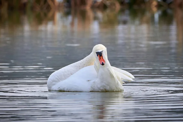 Cisne Mudo Preening Penas Temporada Inverno Cygnus Olor — Fotografia de Stock