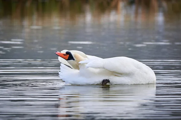 Cisne Mudo Preening Penas Temporada Inverno Cygnus Olor — Fotografia de Stock