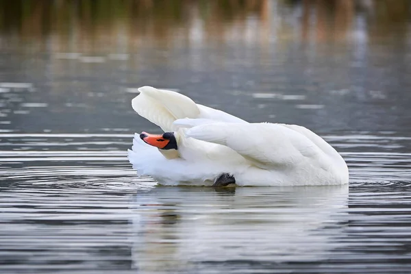Cisne Mudo Preening Penas Temporada Inverno Cygnus Olor — Fotografia de Stock