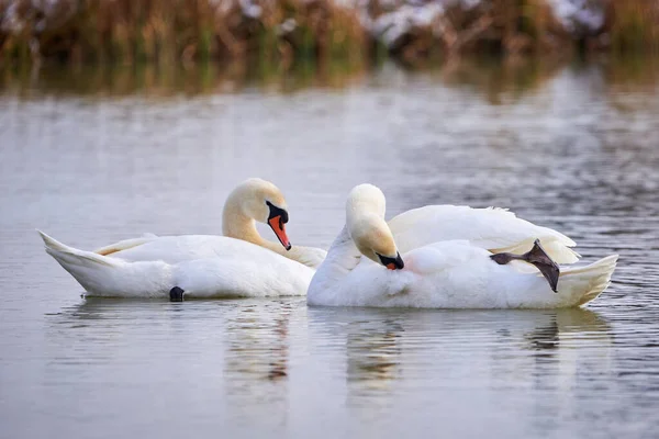 Cisnes Mudos Preening Penas Temporada Inverno Cygnus Olor — Fotografia de Stock