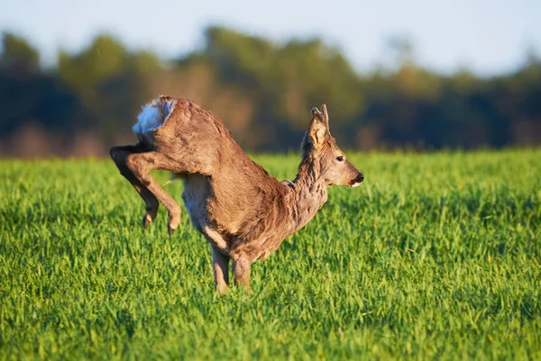 Αρσενικό Ελάφι Roe Τρέχει Στο Γήπεδο Capreolus Capreolus Σπόροι Σόγιας — Φωτογραφία Αρχείου