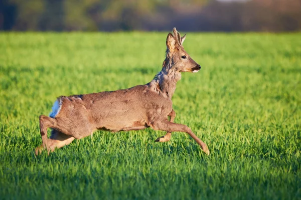 Αρσενικό Ελάφι Roe Τρέχει Στο Γήπεδο Capreolus Capreolus Σπόροι Σόγιας — Φωτογραφία Αρχείου