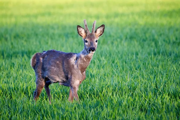 Αρσενικό Ελάφι Roe Τρέχει Στο Γήπεδο Capreolus Capreolus Σπόροι Σόγιας — Φωτογραφία Αρχείου