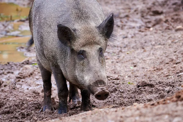 Dziki Siedliskach Przyrodniczych Sus Scrofa — Zdjęcie stockowe