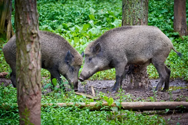 Дикие Свиньи Естественной Среде Обитания Sus Scrofa — стоковое фото