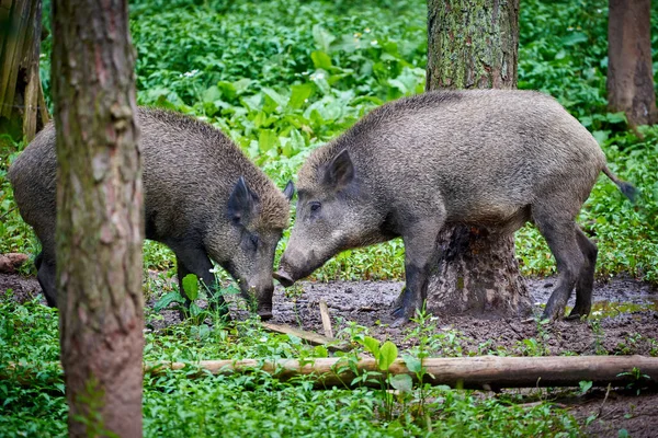 Άγρια Χοιροειδή Στο Φυσικό Ενδιαίτημα Sus Scrofa — Φωτογραφία Αρχείου