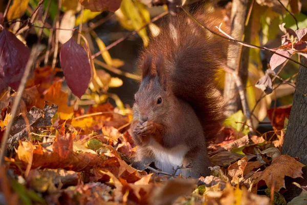 Евразийская Красная Белка Земле Осенними Листьями Sciurus Vulgaris — стоковое фото