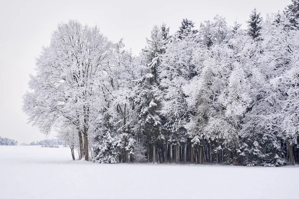 Beautiful Winter landscape, Trees and field covered with snow