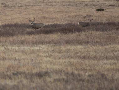 Sonbaharda Montana 'da çimenli bir tarlada geyik.