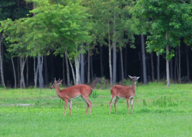 Buck ve Doe whitetail geyik Kuzey Carolina'da bir alanda
