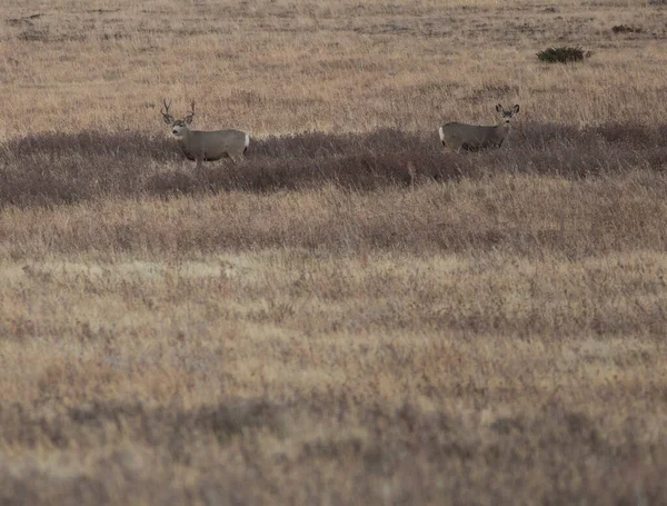 Mule Deer Grassy Field Montana Late Fall — Stock Photo, Image