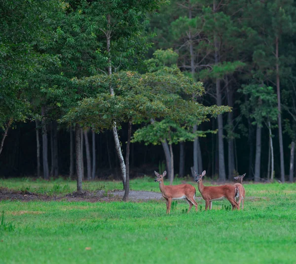 北卡罗莱纳州的田野里有三头白尾鹿 — 图库照片