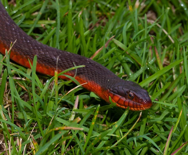 Vörös Hasú Vízikígyó Fűben Figyeli Közelről Reggel — Stock Fotó