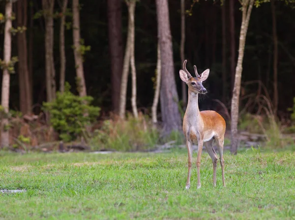 在北卡罗莱纳州 年轻的白尾鹿自豪地站在田野上 — 图库照片