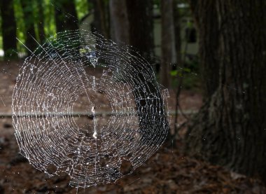 Kamp alanında parlak bir örümcek ağının arkasındaki karavan.