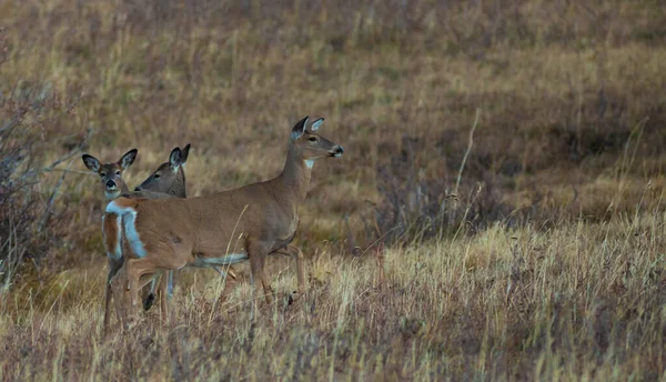 Three Whitetail Deer Does Montana Grassy Hill — Stockfoto