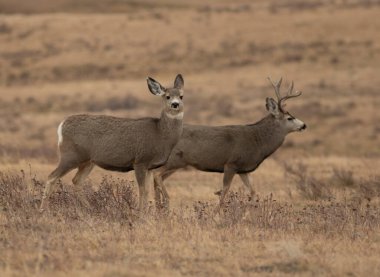 Pair of Montana mule deer together during mating season