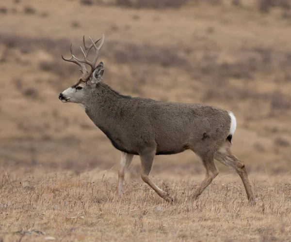Mule Deer Buck Montana Mating Season Walking — Φωτογραφία Αρχείου