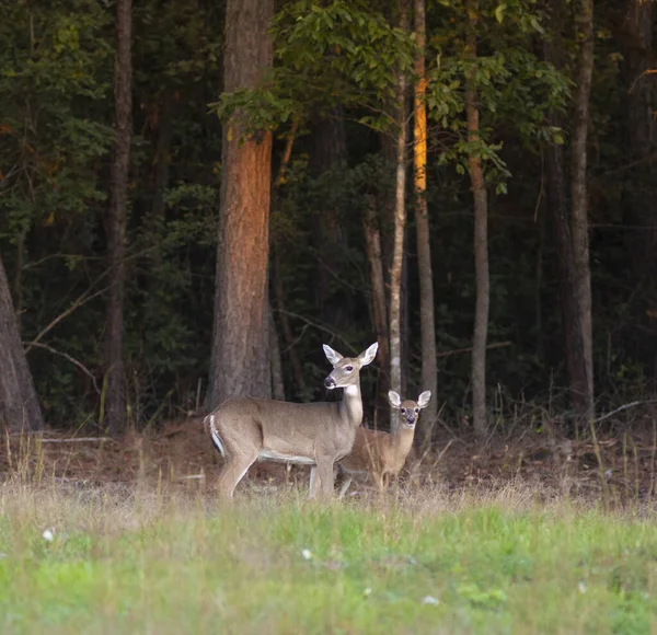 Whitetail Doe Yearling Hoke County North Carolina — Fotografia de Stock
