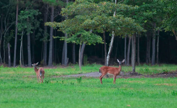 ノースカロライナ州の緑の野原で2頭の白い尾の鹿が行う — ストック写真