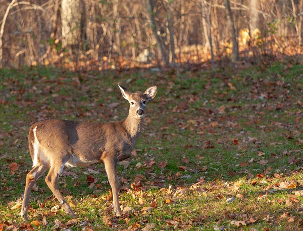 Whitetailed Deer Forest Edge Virginia Late Fall — Photo