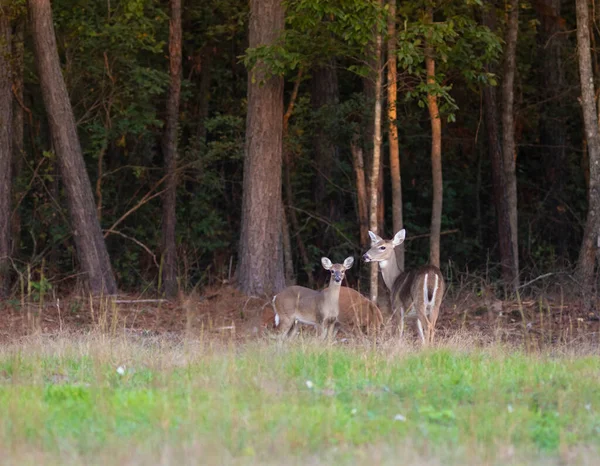 Three Deer Forest Hoke County North Carolina — Stockfoto