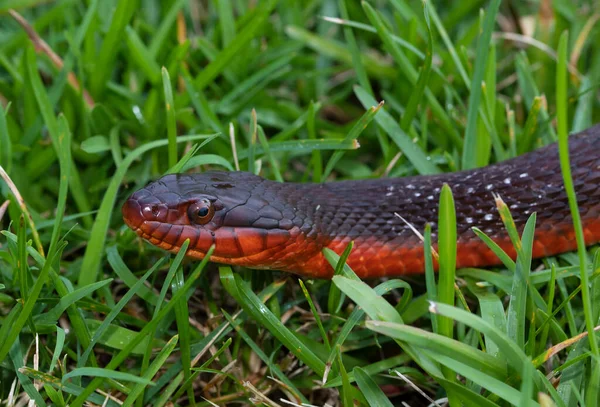 Red Bellied Watersnake Green Grass Close — Photo