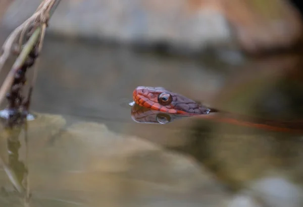 Red Bellied Watersnake Small Pool Water North Carolina —  Fotos de Stock