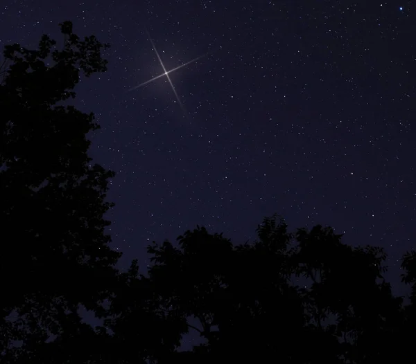 Christmas star rising over trees in silhouette on a very calm night