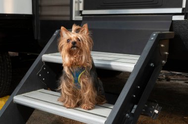 Yorkie hanging out on the steps during a campout