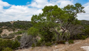 Büyük Teksas Tepesi Mesquite ağacı bayırda