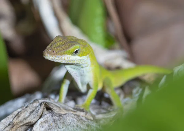 Gecko Aire Libre Siendo Cauteloso Una Planta Muerta Carolina Del — Foto de Stock