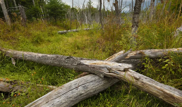 Lody Bagnie Maine Wczesną Jesienią — Zdjęcie stockowe