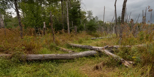 Pantano Maine Con Muchos Árboles Muertos Principios Otoño — Foto de Stock