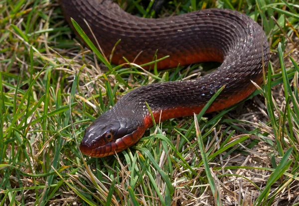 红色的肚脐蛇在草地上 — 图库照片
