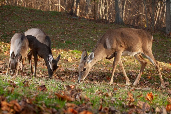 Whitetail Doe Two Yearlings Grazing Forest Edge Autumn — Stock Photo, Image