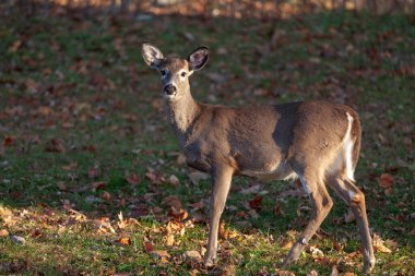 Virginia kırsalındaki Whitetai geyiği dökülüyor.