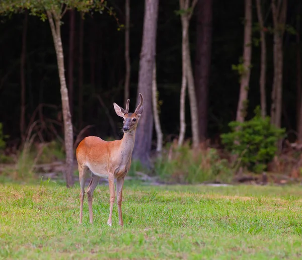 莱福德Nc附近一头小鹿鹿角上的鹿绒 — 图库照片
