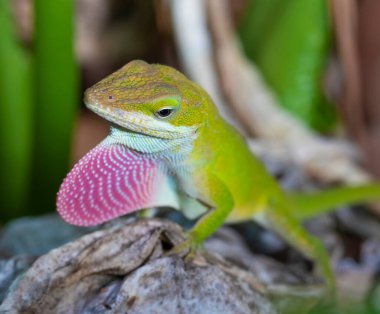 Gecko, Kuzey Carolina 'da üremek için kırmızıyı gösteriyor