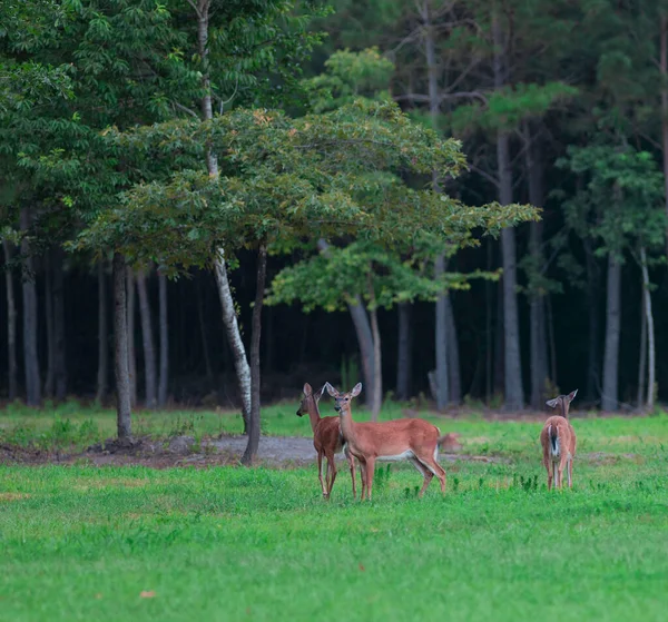 Três Cervos Whitetail Faz Campo Verde — Fotografia de Stock