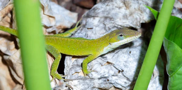 Gecko Plíží Přes Listí Severní Karolíně Venku — Stock fotografie