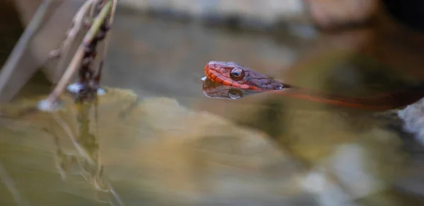 Serpiente Acuática Vientre Rojo Con Cabeza Fuera Pequeño Charco Agua — Foto de Stock