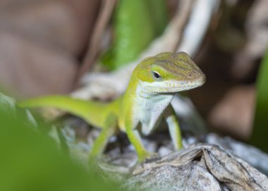 Gecko, Kuzey Carolina 'da ölü yaprakların üzerinde dururken bir şey izliyor.