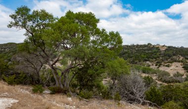Teksas tepelerindeki Mesquite ağacı bayırda