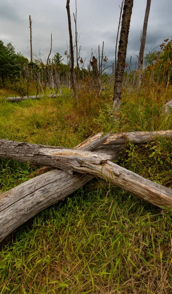 Palude Inizio Autunno Nel Maine Con Alberi Morti — Foto Stock