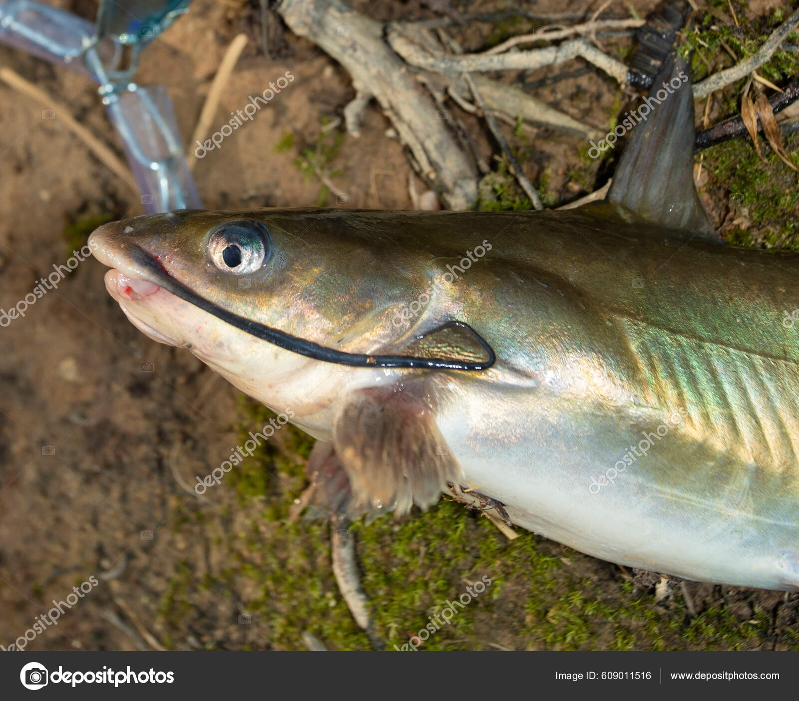 Colorful Catfish Long Whisker Caught Stringer — Stock Photo © gsagi  #609011516