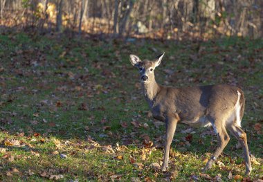 Sonbaharda Virginia 'da bir orman kenarında beyaz kuyruklu geyik